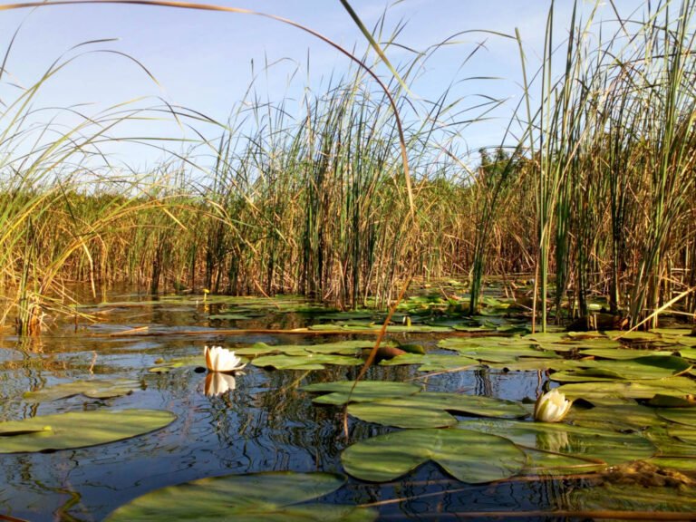 Ein stiller See mit Seerosen und Schilf in Meklenburg Vorpommern