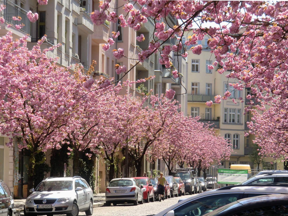 Japanische Zierkirschen in voller Blüte in der Käthe-Niederkirch-Straße im Prenzlauer Berg Berlin