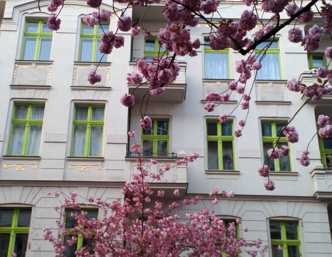 Helle Hausfassade aus der Gründerzeit mit grünen Fensterkreuzen, im Vordergund Zweige von Zierkirschen