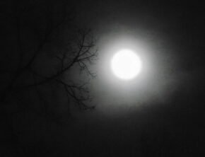 Vollmond und Zweige eines Obstbaums