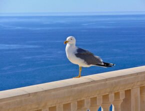 Möwe auf einer Ballustrade am Meer auf der Insel Mallorca