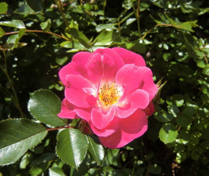 rosarote Rose vor grünen Blättern