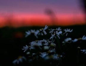 Margeriten bei Sonnenuntergang