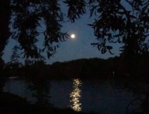 Vollmond hinter Weidenblättern an der Spree in Oberschöneweide, Berlin