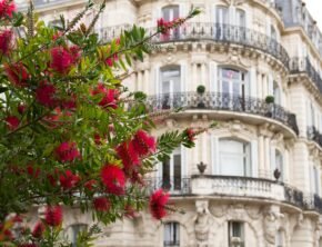 rot blühender Strauch Callistemon citrinus vor der Fassade eines Gründerzeithauses