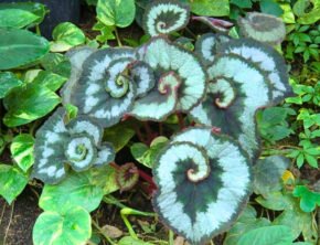 Begonia Escargot mit weiß-grünen Blättern mit Spiralmuster, die an das Gehäuse einer Schnecke erinnern.