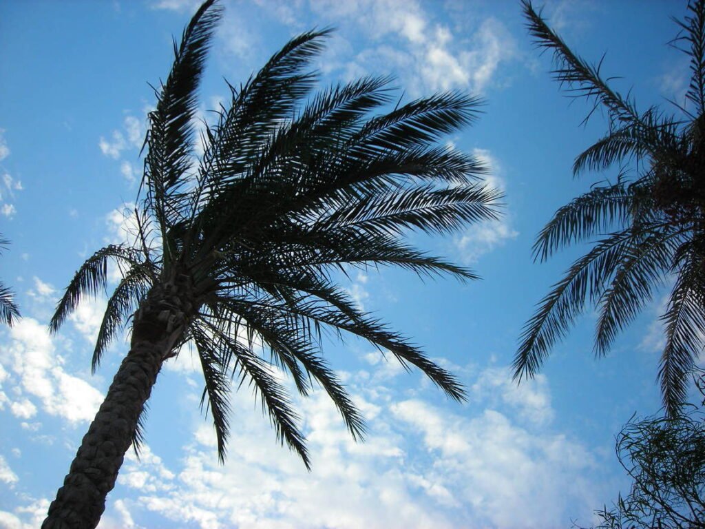 Eine Palme vor blauem Himmel mit weißen Wolken