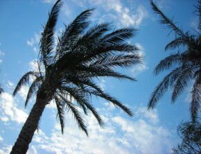 Eine Palme vor blauem Himmel mit weißen Wolken