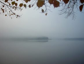 Insel im Nebel auf dem großen Lychensee in Brandenburg braunes Herbstlaub im Vordergrund