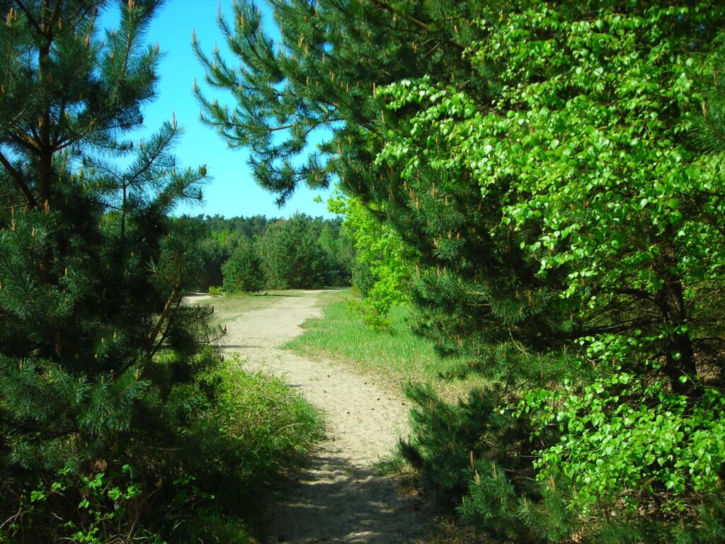 Sandweg auf dem ehemaligen Grenzstreifen im Norden Berlins gesäumt von Kiefern und jungen Buchen mit frischem Grün