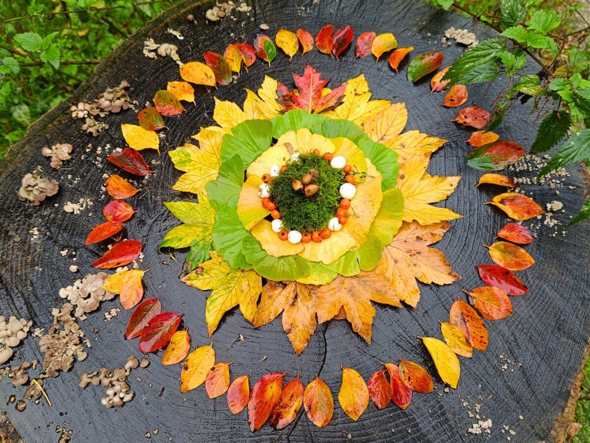 Mandala aus Blättern, Beeren und Moos auf einem Baumstamm im Regen