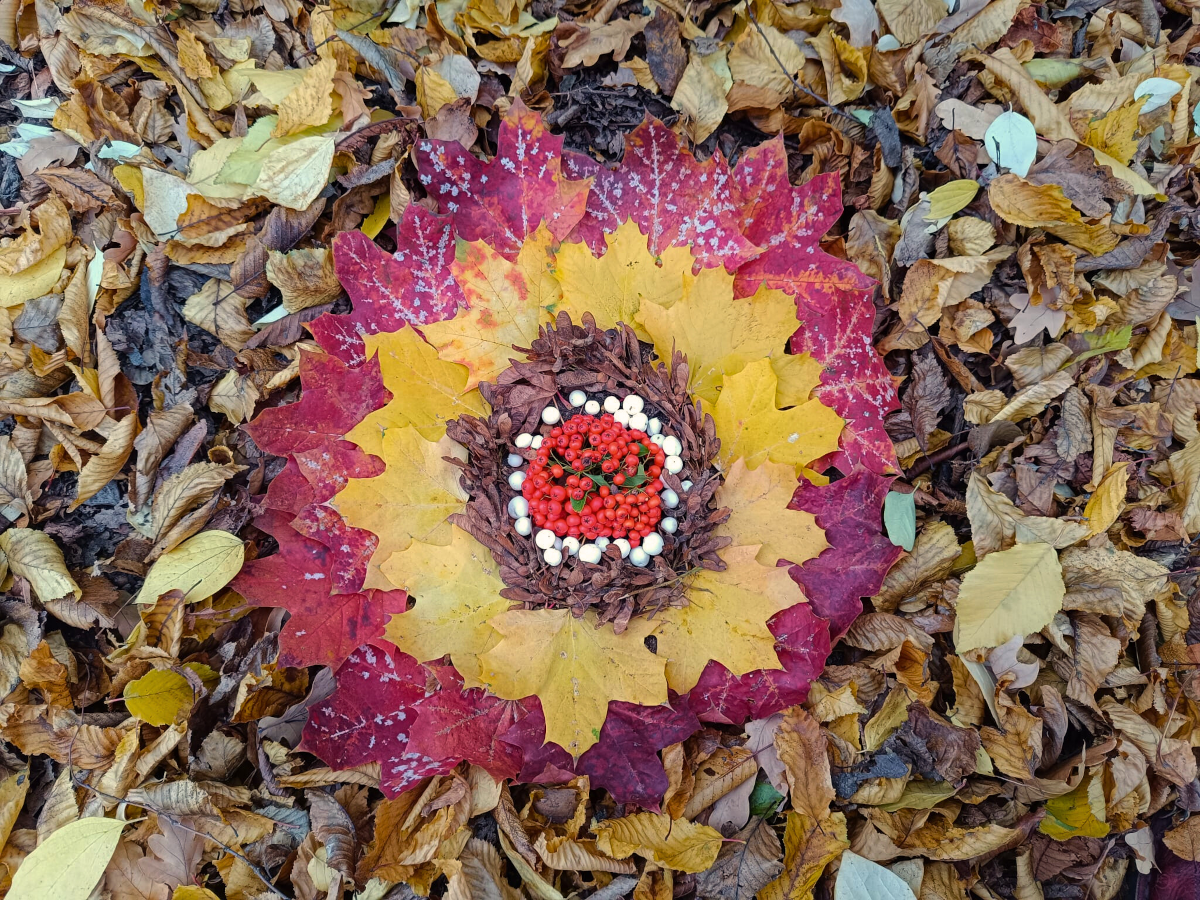 Mandala aus roten und gelben Ahornblättern, Ahornfrüchten und Beeren auf braunem Herbstlaub